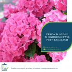 Hull, sezonowa praca w Anglii w ogrodnictwie przy kwiatach 2020