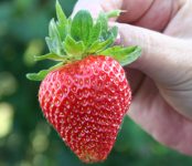 Oferta sezonowej pracy w Niemczech 2020 bez języka przy zbiorach truskawek Rövershagen