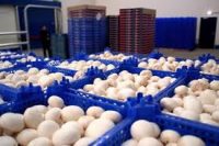 Zbiór pieczarek i sortowanie – praca w Holandii od zaraz 2020