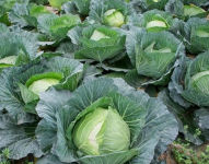 Bez języka sezonowa praca Holandia od zaraz przy zbiorach kapusty Emmeloord