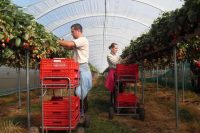 Bez znajomości języka oferta sezonowej pracy w Niemczech zbiory truskawek od kwietnia 2020 Bad Friedrichshall Bez znajomości języka oferta sezonowej pracy w Niemczech zbiory truskawek od kwietnia 2020 Bad Friedrichshall