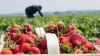 Sezonowa praca w Danii przy zbiorach truskawek i grochu 2020 Viborg