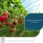 Anglia praca sezonowa od maja 2020 zbiory owoców malin, truskawek, jeżyn, borówek Chichester UK