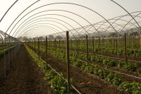 Oferta sezonowej pracy w Anglii od zaraz bez języka przy malinach w rolnictwie Birmingham