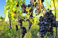 Oferta sezonowej pracy we Francji w winnicy Korsyka 2020