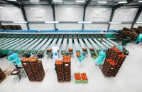 Praca w Niemczech od zaraz – zbiór, pakowanie, sortowanie warzyw 2020