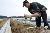 Dam sezonową pracę w Niemczech od zaraz przy zbiorach szparagów, truskawek bez języka 2020