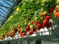 Sezonowa praca Holandia bez znajomości języka przy zbiorze truskawek szklarniowych od zaraz, Biezenmortel