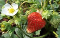 Bromölla, Szwecja praca sezonowa 2020 od zaraz przy zbiorach truskawek, sałaty, kalafiora