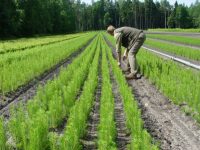 Od zaraz przy sadzonkach sezonowa praca Dania bez języka w leśnictwie 2020
