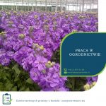 Anglia praca w ogrodnictwie od zaraz przy kwiatach, Spalding UK 2020