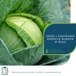 Sezonowa praca w Wielkiej Brytanii od zaraz przy zbiorach warzyw i pakowaniu (Walia)