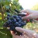 zbiory-winogron-winobranie-