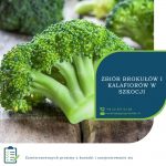 Szkocja praca sezonowa w UK – zbiory brokułów i kalafiorów od zaraz w Kelso