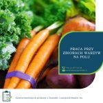 Zbiory warzyw polowych oferta sezonowej pracy w Anglii od zaraz, Farningham UK