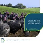 Fizyczna praca w Anglii na produkcji przy indykach od zaraz w High Wycombe