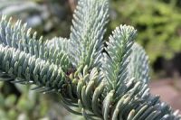 Od zaraz sezonowa praca w Niemczech w leśnictwie na plantacji jodły k. Hanoweru Od zaraz sezonowa praca w Niemczech w leśnictwie na plantacji jodły k. Hanoweru