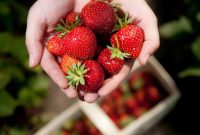 Od czerwca 2021 dam sezonową pracę w Anglii bez języka przy zbiorach truskawek Stockport UK