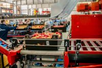 Holandia praca fizyczna od zaraz przy sortowaniu owoców i warzyw 2021 Holandia praca fizyczna od zaraz przy sortowaniu owoców i warzyw 2021