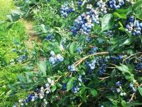 Sezonowa praca w Polsce dla Ukraińców – zbiór borówki amerykańskiej 2021