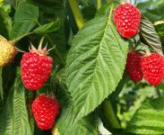 Szwecja praca sezonowa 2021 zbiory malin, truskawek, ogórków Sölvesborg