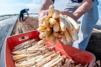 Sezonowa praca Holandia bez języka w Terheijden zbiory szparagów od zaraz