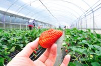 Dam sezonową pracę w Holandii przy zbiorze truskawek od zaraz 2021 Baarlo