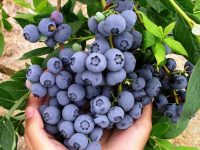 Dam sezonową pracę w Holandii zbiory borówki amerykańskiej od zaraz, Roggel 2021