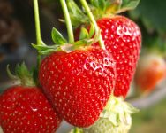 Dam sezonową pracę w Norwegii bez znajomości języka zbiory truskawek 2021 Drammen Dam sezonową pracę w Norwegii bez znajomości języka zbiory truskawek 2021 Drammen