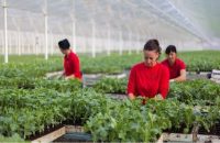 Hiszpania praca sezonowa w ogrodnictwie – sadzenie i krzyżowanie roślin, Almeria Hiszpania praca sezonowa w ogrodnictwie – sadzenie i krzyżowanie roślin, Almeria