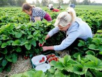 Zbiory truskawek, malin od zaraz oferta sezonowej pracy w Anglii bez języka Shrewsbury