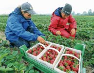 Oferta sezonowej pracy w Holandii od zaraz zbiory truskawek bez języka 2021 Horst Oferta sezonowej pracy w Holandii od zaraz zbiory truskawek bez języka 2021 Horst