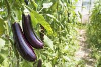 Zbiory bakłażanów od zaraz sezonowa praca w Holandii bez języka Dronten