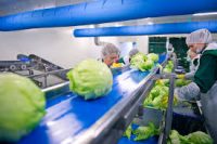 Pakowanie sałaty – praca w Niemczech od zaraz, Stuttgart 2021