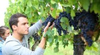 Przy zbiorach winogron oferta sezonowej pracy w Anglii od zaraz Billingham