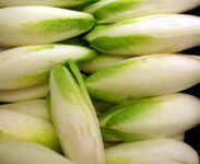 Sezonowa praca w Belgii zbiory cykorii i sortowanie/pakowanie, Brugge