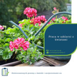 Sezonowa praca w Anglii w szklarni z kwiatami – ogrodnictwo 2022 w Hull