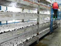 Zbiory pieczarek oferta sezonowej pracy w Holandii od zaraz, Hoogeveen