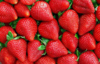 Bez języka przy zbiorach truskawek oferta sezonowej pracy w Danii maj 2022