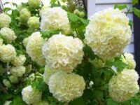 Holandia praca w ogrodnictwie od zaraz na terenie Rijsenhout przy pielęgnacji krzewów – kule śnieżne Holandia praca w ogrodnictwie od zaraz na terenie Rijsenhout przy pielęgnacji krzewów – kule śnieżne