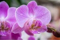 Ogrodnictwo praca w Holandii od zaraz przy kwiatach – storczykach szklarniowych, Zaltbommel Ogrodnictwo praca w Holandii od zaraz przy kwiatach – storczykach szklarniowych, Zaltbommel