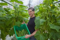 Oferta pracy w Holandii od zaraz zbiór ogórków szklarniowych także dla par w Horst 2022