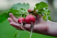 Przy zbiorach rzodkiewki bez znajomości języka dla par sezonowa praca Dania czerwiec 2022 Przy zbiorach rzodkiewki bez znajomości języka dla par sezonowa praca Dania czerwiec 2022