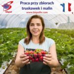 Zbiór malin i truskawek sezonowa praca we Francji od maja 2022 w Caen