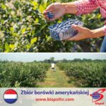 Zbiór borówki amerykańskiej – Holandia praca sezonowa lipiec 2022 w Roggel Zbiór borówki amerykańskiej – Holandia praca sezonowa lipiec 2022 w Roggel