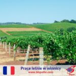 Francja praca sezonowa w winnicy z Beaune na wakacje 2022