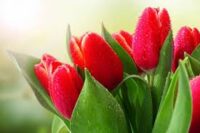 Ogrodnictwo od zaraz dam pracę w Holandii przy kwiatach, Rijsenhout 2022