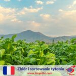 Francja praca sezonowa dla par – zbiór, pakowanie i sortowanie tytoniu, Angers