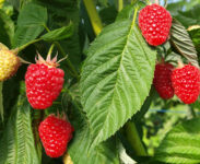 Zbiory truskawek, malin od zaraz oferta sezonowej pracy w Anglii bez języka Exeter