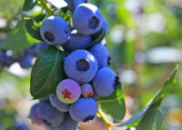 Zbiory borówek od zaraz sezonowa praca w Niemczech bez języka, Beelitz 2022